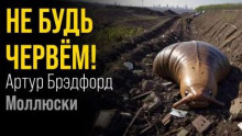 Моллюски